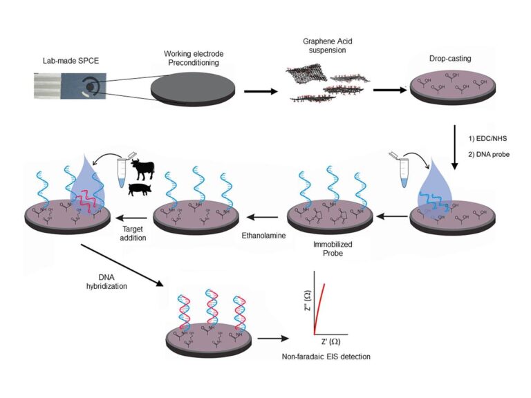 nanomaterial-developed-in-olomouc-helps-to-detect-beef-meat